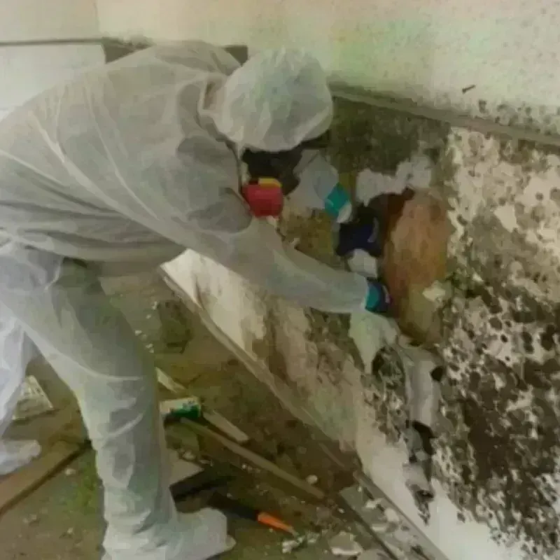 Mold Remediation and Removal in Park River, ND